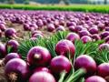 Red Onion Prices Plunge by ₹3,100 per Quintal in Nashik; Farmers Face Growing Losses - Hindi News | Red Onion Prices Plunge by ₹3,100 per Quintal in Nashik; Farmers Face Growing Losses | Latest nashik News at Lokmattimes.com