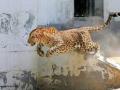 Nashik: Brave Pet Dog Saves Family from Leopard Attack - Hindi News | Nashik: Brave Pet Dog Saves Family from Leopard Attack | Latest nashik News at Lokmattimes.com