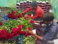 Rose Day 2025: Valentine’s Week Rush Drives Rose Prices High in Maharashtra; Farmers Reap Big Rewards - Hindi News | Rose Day 2025: Valentine’s Week Rush Drives Rose Prices High in Maharashtra; Farmers Reap Big Rewards | Latest nashik News at Lokmattimes.com