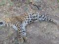Leopards Death in Nashik: Two Big Cats Found Dead, Officials Suspect Poisoning - Hindi News | Leopards Death in Nashik: Two Big Cats Found Dead, Officials Suspect Poisoning | Latest nashik News at Lokmattimes.com