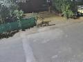 Leopards Spotted in Nashik: Two Big Cats Seen Roaming on Jayabhavani Road, Cage Installed ( Watch Video) - Hindi News | Leopards Spotted in Nashik: Two Big Cats Seen Roaming on Jayabhavani Road, Cage Installed ( Watch Video) | Latest nashik News at Lokmattimes.com