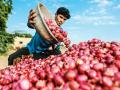 Nashik: Onion Farmers Disappointed as Prices Drop Amid High Supply - Hindi News | Nashik: Onion Farmers Disappointed as Prices Drop Amid High Supply | Latest nashik News at Lokmattimes.com