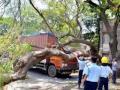 Nashik: Major Mishap Averted as Gulmohar Tree Falls on Moving Truck Near Gadkari Chowk - Hindi News | Nashik: Major Mishap Averted as Gulmohar Tree Falls on Moving Truck Near Gadkari Chowk | Latest nashik News at Lokmattimes.com