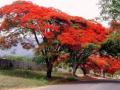 Nashik: 35 Risky Gulmohar Trees to Be Cut Ahead of Monsoon After Fatal Incidents - Hindi News | Nashik: 35 Risky Gulmohar Trees to Be Cut Ahead of Monsoon After Fatal Incidents | Latest nashik News at Lokmattimes.com