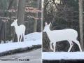 White Deer Viral Video: Rare Albino Deer With Pink Eyes Caught On Camera - Hindi News | White Deer Viral Video: Rare Albino Deer With Pink Eyes Caught On Camera | Latest social-viral News at Lokmattimes.com