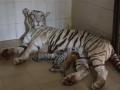 Madhya Pradesh: White Tigress Meera Gives Birth to Three Tiger Cubs at Gwalior's Gandhi Zoological Park (Watch Video) - Hindi News | Madhya Pradesh: White Tigress Meera Gives Birth to Three Tiger Cubs at Gwalior's Gandhi Zoological Park (Watch Video) | Latest social-viral News at Lokmattimes.com