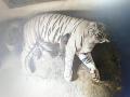 Odisha: White Tigress Rupa Gives Birth to 4 Cubs at Nandankanan Zoological Park (See Pic and Video) - Hindi News | Odisha: White Tigress Rupa Gives Birth to 4 Cubs at Nandankanan Zoological Park (See Pic and Video) | Latest national News at Lokmattimes.com