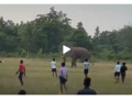 WATCH: Wild Elephant Plays Football with Youths in Odisha's Keonjhar District, Heartwarming Video Goes Viral - Hindi News | WATCH: Wild Elephant Plays Football with Youths in Odisha's Keonjhar District, Heartwarming Video Goes Viral | Latest social-viral News at Lokmattimes.com
