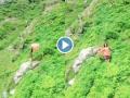 Himachal Pradesh Incident: Woman's Fall Into Valley While Filming Reel (Watch Video) - Hindi News | Himachal Pradesh Incident: Woman's Fall Into Valley While Filming Reel (Watch Video) | Latest social-viral News at Lokmattimes.com