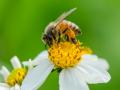 World Bee Day 2024: How the Little Pollinators are Keeping the Planet Alive - Hindi News | World Bee Day 2024: How the Little Pollinators are Keeping the Planet Alive | Latest lifestyle News at Lokmattimes.com