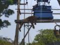 Leopard chases monkey both get electrocuted - Hindi News | Leopard chases monkey both get electrocuted | Latest social-viral News at Lokmattimes.com