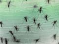 Kerala reports first case of Zika virus - Hindi News | Kerala reports first case of Zika virus | Latest national News at Lokmattimes.com
