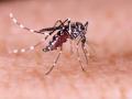 Zika Virus Health Scare: Centre Issues Advisory To All States Over Rising Cases In Maharashtra - Hindi News | Zika Virus Health Scare: Centre Issues Advisory To All States Over Rising Cases In Maharashtra | Latest maharashtra News at Lokmattimes.com