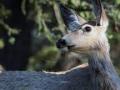 New ‘zombie deer disease’ sparks fears of possible spread to humans - Hindi News | New ‘zombie deer disease’ sparks fears of possible spread to humans | Latest health News at Lokmattimes.com