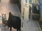 Jhansi Bull Attack: Woman Knocked Unconscious, Shocking CCTV Footage Goes Viral