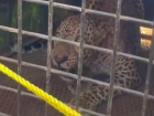 Shepherd's Quick Action Saves Flock as Forest Officials Capture Leopard
