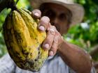 Cocoa Farmers Warn All Cocoa Trees Could Be Destroyed by 2030 Without Fair Prices and Support