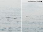 Dolphins Spotted in Mumbai: Group Seen Swimming Near Worli Sea Face; Netizens React as Video Goes Viral
