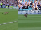 Vitality T20 Blast 2024: Fox Invades Pitch During SUR vs HAM Match at The Oval (Watch Video)