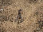Thane: 107 Grey Francolin Birds Found Dead in Dombivli; Samples Sent to NIV Pune