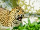 UP Shocker: 8-Year-Old Boy Killed in Leopard Attack Near Katarniaghat Wildlife Sanctuary; Villagers Stage Protest