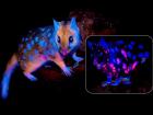 Glowing Quoll: Tasmanian Photographer Captures 'Glow in the Dark' Creature in Australia