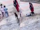 Himachal Pradesh Dog Attack: Child Bitten from Behind by Stray Dog, Disturbing Video Surfaces