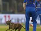 PETA Condemns Dog Chasing Incident During IPL Match Between Gujarat Titans and Mumbai Indians