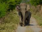 Jim Corbett National Park