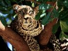 Pune: Woman Injured in Leopard Attack in Ashtapur