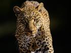 Leopard Attack in Maharashtra: Big Cat Kills Cow in Raigad's Poladpur, Locals Scared