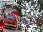 Mumbai Fire Brigade Rescues Man from Tree in Madanpura After He Refuses to Come Down; Video Goes Viral