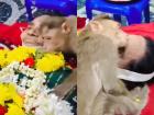 Viral Video: Monkey Pays Emotional Tribute to 85-Year-Old Woman Who Fed Him Daily