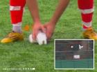 Turkey: Quick CPR Saves Bird's Life After Goalkeeper Accidently Hit Seagull With Ball in Istanbul