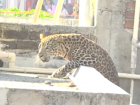 Nagpur: Victims Recall Leopard Watching a Child Before Attacking — Residents Say They Feared for Their Lives (Watch Video)