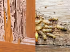 Early-Stage Termite Infestation? Simple Home Remedies That Actually Work