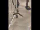 Thane: Snake Sparks Panic at District Hospital After Slipping Into Ward; Video Goes Viral