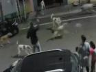 Karnataka: Father Heroically Saves Family as Stray Dogs Attack in Belagavi; CCTV Footage Surfaces