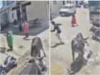 Rajkot Horror: Enraged Bull Knocks Down Two-Wheeler Rider, Injures Him Critically in Veraval