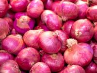 Onion Supply Surges in Maharashtra: Will Farmers Survive the Price Crash? - News | Onion Supply Surges in Maharashtra: Will Farmers Survive the Price Crash? | Latest maharashtra News at Lokmattimes.com Onion Supply Surges in Maharashtra: Will Farmers Survive the Price Crash? - News | Onion Supply Surges in Maharashtra: Will Farmers Survive the Price Crash? | Latest maharashtra News at Lokmattimes.com
