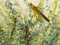 UN body predicts a major locusts attack on India in July - News | UN body predicts a major locusts attack on India in July | Latest national News at Lokmattimes.com UN body predicts a major locusts attack on India in July - News | UN body predicts a major locusts attack on India in July | Latest national News at Lokmattimes.com