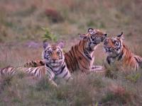 Avian Influenza: 3 Tigers, 1 Leopard Die from H5N1 Virus in Nagpur; Union Govt Issues Nationwide Zoo Alert - News | Avian Influenza: 3 Tigers, 1 Leopard Die from H5N1 Virus in Nagpur; Union Govt Issues Nationwide Zoo Alert | Latest maharashtra News at Lokmattimes.com