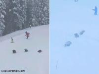 Viral Video: 3 Bears Surprise Skiers at Ski Resort in Northern California - News | Viral Video: 3 Bears Surprise Skiers at Ski Resort in Northern California | Latest social-viral News at Lokmattimes.com