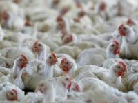Telangana: Mysterious Disease Hits Poultry Farms in Wanaparthy, 2,500 Chickens Die in 3 Days - News | Telangana: Mysterious Disease Hits Poultry Farms in Wanaparthy, 2,500 Chickens Die in 3 Days | Latest national News at Lokmattimes.com Telangana: Mysterious Disease Hits Poultry Farms in Wanaparthy, 2,500 Chickens Die in 3 Days - News | Telangana: Mysterious Disease Hits Poultry Farms in Wanaparthy, 2,500 Chickens Die in 3 Days | Latest national News at Lokmattimes.com
