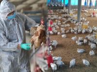 Bird Flu: WHO Confirms Second Avian Influenza A(H9N2) Case in India, Detected in West Bengal - News | Bird Flu: WHO Confirms Second Avian Influenza A(H9N2) Case in India, Detected in West Bengal | Latest national News at Lokmattimes.com Bird Flu: WHO Confirms Second Avian Influenza A(H9N2) Case in India, Detected in West Bengal - News | Bird Flu: WHO Confirms Second Avian Influenza A(H9N2) Case in India, Detected in West Bengal | Latest national News at Lokmattimes.com