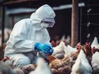 Bird Flu Outbreak in Latur: 4,200 Chicks Found Dead in Poultry Farm in Maharashtra - News | Bird Flu Outbreak in Latur: 4,200 Chicks Found Dead in Poultry Farm in Maharashtra | Latest maharashtra News at Lokmattimes.com Bird Flu Outbreak in Latur: 4,200 Chicks Found Dead in Poultry Farm in Maharashtra - News | Bird Flu Outbreak in Latur: 4,200 Chicks Found Dead in Poultry Farm in Maharashtra | Latest maharashtra News at Lokmattimes.com