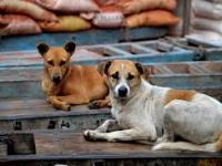 Mumbai: 90,000 Stray Dogs, Only 8 Shelters - City Faces Crunch After SC Relocation Order - News | Mumbai: 90,000 Stray Dogs, Only 8 Shelters - City Faces Crunch After SC Relocation Order | Latest mumbai News at Lokmattimes.com Mumbai: 90,000 Stray Dogs, Only 8 Shelters - City Faces Crunch After SC Relocation Order - News | Mumbai: 90,000 Stray Dogs, Only 8 Shelters - City Faces Crunch After SC Relocation Order | Latest mumbai News at Lokmattimes.com