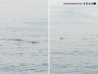 Dolphins Spotted in Mumbai: Group Seen Swimming Near Worli Sea Face; Netizens React as Video Goes Viral - News | Dolphins Spotted in Mumbai: Group Seen Swimming Near Worli Sea Face; Netizens React as Video Goes Viral | Latest mumbai News at Lokmattimes.com Dolphins Spotted in Mumbai: Group Seen Swimming Near Worli Sea Face; Netizens React as Video Goes Viral - News | Dolphins Spotted in Mumbai: Group Seen Swimming Near Worli Sea Face; Netizens React as Video Goes Viral | Latest mumbai News at Lokmattimes.com