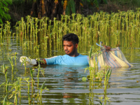 Maharashtra’s 47 Lakh Hectares of Farmland Damaged by September Rains; Farmers to Receive Aid Before Diwali - News | Maharashtra’s 47 Lakh Hectares of Farmland Damaged by September Rains; Farmers to Receive Aid Before Diwali | Latest maharashtra News at Lokmattimes.com
