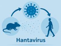 What Is Hantavirus? Symptoms, Causes, Treatment and Prevention - News | What Is Hantavirus? Symptoms, Causes, Treatment and Prevention | Latest health News at Lokmattimes.com